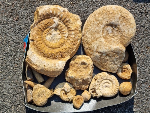 Konvolut fossilien jura - konvolut,