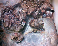 Harz Minerale  roter Glaskopf   Bad Lauterberg In Dose 40 mm v. 1977 Nr. 59g