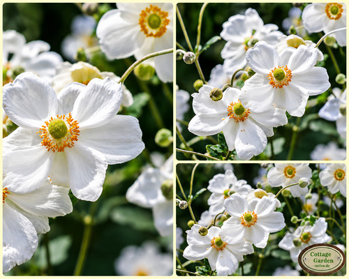 Herbstanemone anemone - herbstanemone,