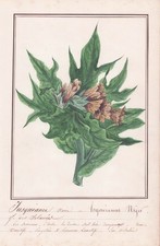 Hyoscyamus niger Schwarzes