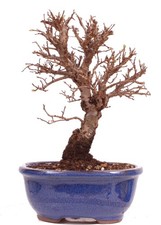 Bonsai - Ulmus parvifolia