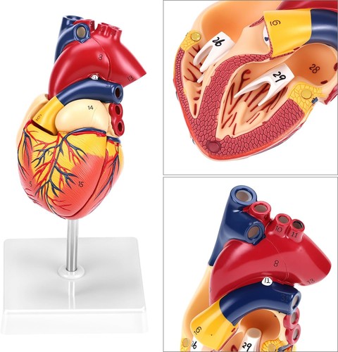 Anatomie herz herzmodell - herz,