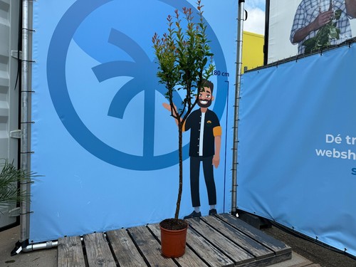 Granatapfelbaum 160 - , cm