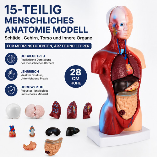 Teilig anatomie modell 28cm - anatomie,