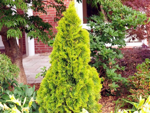 Lebensbaum thuja janed gold - /,