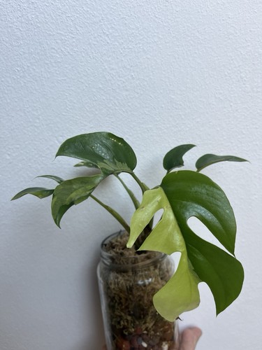 Rhaphidophora tetrasperma - rhaphidophora,