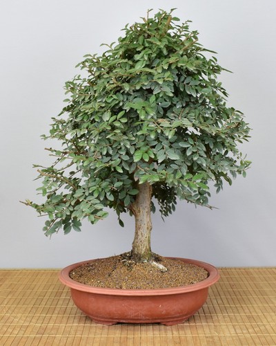 Bonsai indoor chinesische - bonsai,