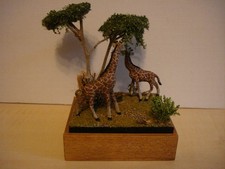 Erstklassiges schönes seltenes Tier-Diorama(2 Giraffen beim Freßen) Profiarbeit