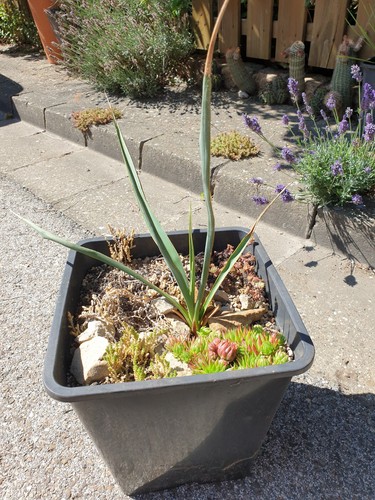 Traum yucca hybride mw17 - yucca,