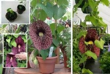 Gespensterblume