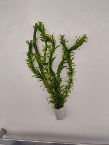 Bund stängel egeria - bund, 6