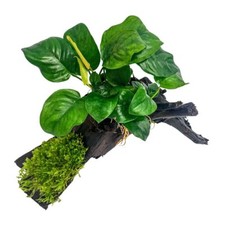 AquaOne Pflanze Anubias barteri und Moos auf Mangrovenwurzel Aquarium Dekoration
