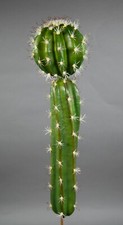 Kugelkaktus 50cm ohne topf - 50cm, topf-