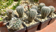 2 Stück Gymnocalycium bruchii