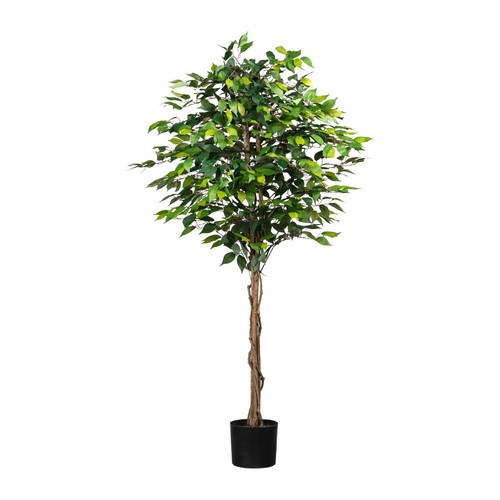 Ficus benjamina naturstamm - ficus,
