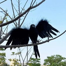 Große Krähe Dekofigur