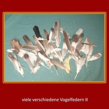 Vogelfedern,Vogel Federn,Bastelfedern,basteln,naturbelassen,grau,schwarz