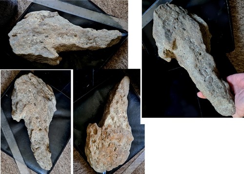 Original rare fossil - rare, uk