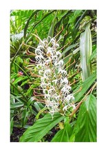 5x Hedychium gracile Zier-Schmetterlingsingwer Pflanzen - Samen B2110
