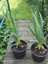 1 x Yucca filamentosa