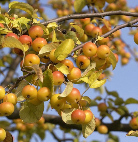 Zierapfel butterball 125 150cm - zierapfel,