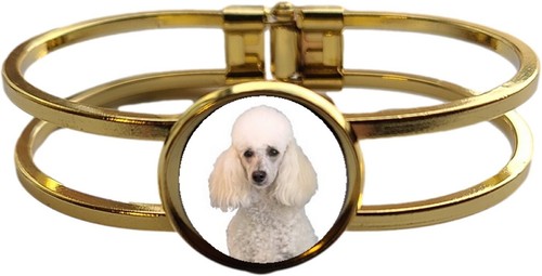 Pudel hund haustier - hund,