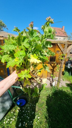 Geranium