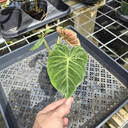 Philodendron verrucosum melon - philodendron,