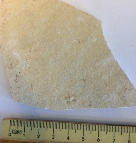 Saccocoma pectinata fossil - saccocoma,