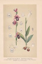Ophrys bertolonii - Bertolonis
