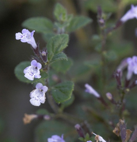 Kleinblättrige bergminze blue - kleinblättrige,