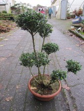 Formschnitt Berg-Ilex Glorie