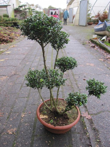 Formschnitt berg ilex glorie - formschnitt, berg-ilex