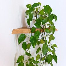 Eckregal mit Baumkante | Eiche