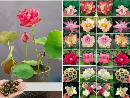 60x samen lotus flower - samen,