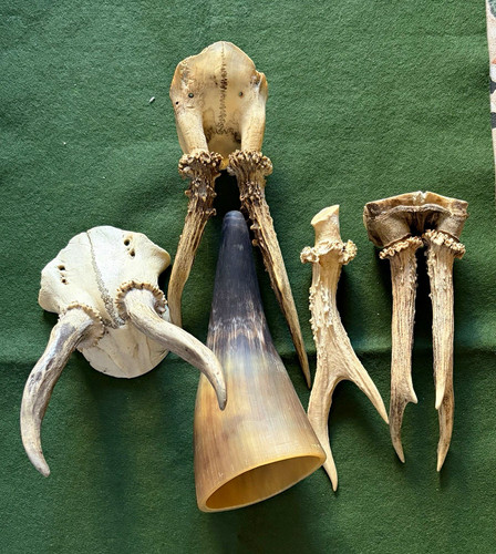 Reh geweih gehörn - reh, geweih/gehörn