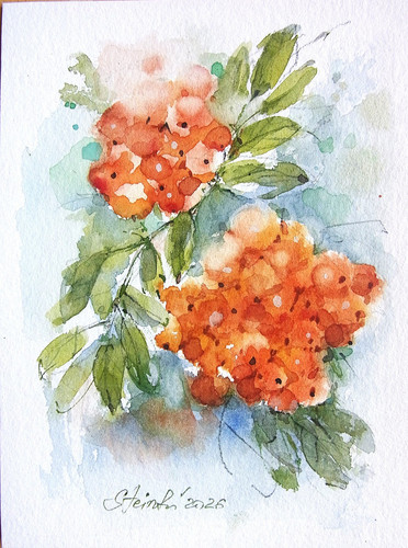 Kleines aquarell eberesche - kleines,