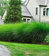 BALDUR Garten Chinaschilf