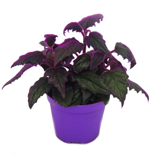 Gynura purple passion - purple,