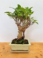 Zimmerbonsai ficus retusa - zimmerbonsai,