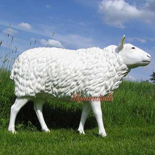 Schaf schäfchen - schaf,
