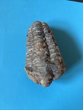 Trilobit - Devon - 410 Mio.Jahre - Marokko - 9,5x5 cm