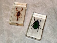 Insekten Einschlussharz Acrylblock Skorpion Käfer 2 Stück