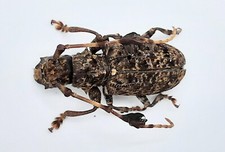 Cerambycidae, Imantocera