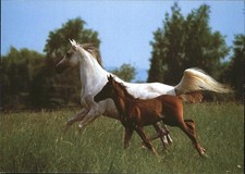 Pferde Asil Araber jument et poulain