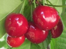 Süßkirsche SUMMIT 130-150 cm hoch