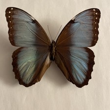 Entomologie*Morpho helenor