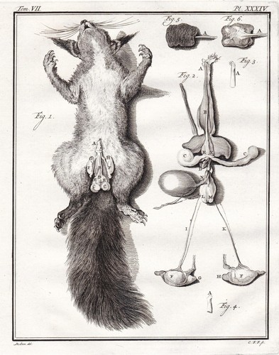 Eichhörnchen anatomie anatomy - eichhörnchen,