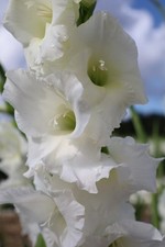 Großblütige weiße Gladiole