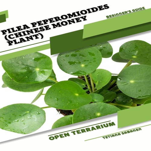Pilea peperomioides chinese - pilea, (chinese